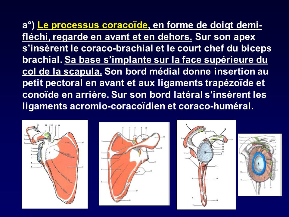 a°) Le processus coracoïde, en forme de doigt demi-fléchi, regarde en avant et en dehors.