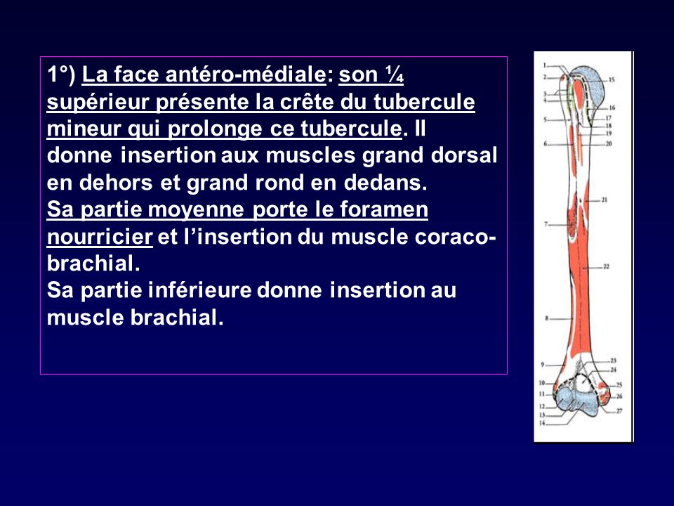 1°) La face antéro-médiale: son ¼ supérieur présente la crête du tubercule mineur qui prolonge ce tubercule. Il donne insertion aux muscles grand dorsal en dehors et grand rond en dedans.