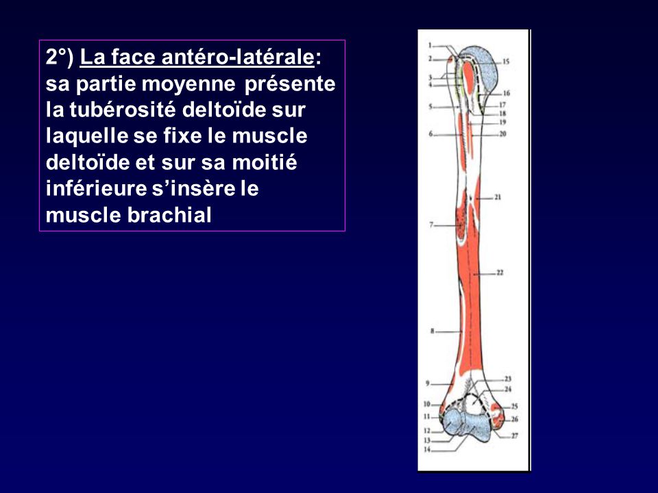 2°) La face antéro-latérale: sa partie moyenne présente la tubérosité deltoïde sur laquelle se fixe le muscle deltoïde et sur sa moitié inférieure s’insère le muscle brachial