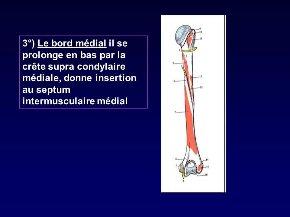 3°) Le bord médial il se prolonge en bas par la crête supra condylaire médiale, donne insertion au septum intermusculaire médial