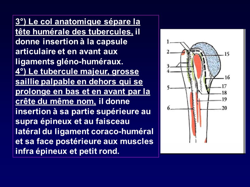 3°) Le col anatomique sépare la tête humérale des tubercules, il donne insertion à la capsule articulaire et en avant aux ligaments gléno-huméraux.