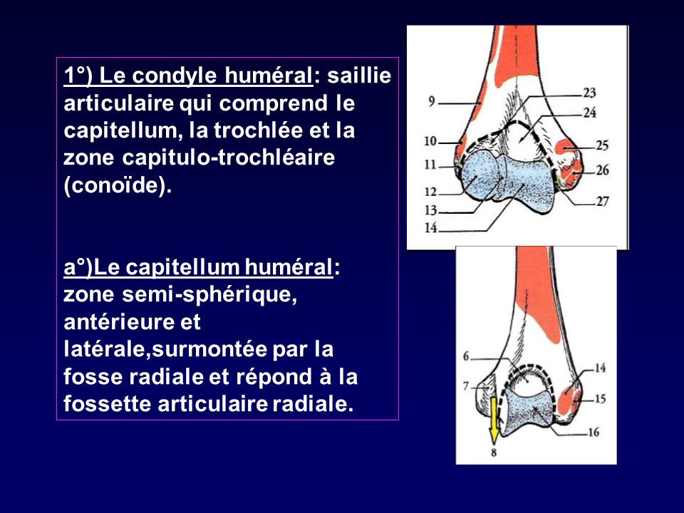 1°) Le condyle huméral: saillie articulaire qui comprend le capitellum, la trochlée et la zone capitulo-trochléaire (conoïde).