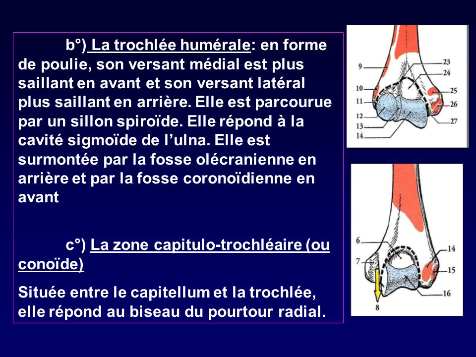 c°) La zone capitulo-trochléaire (ou conoïde)