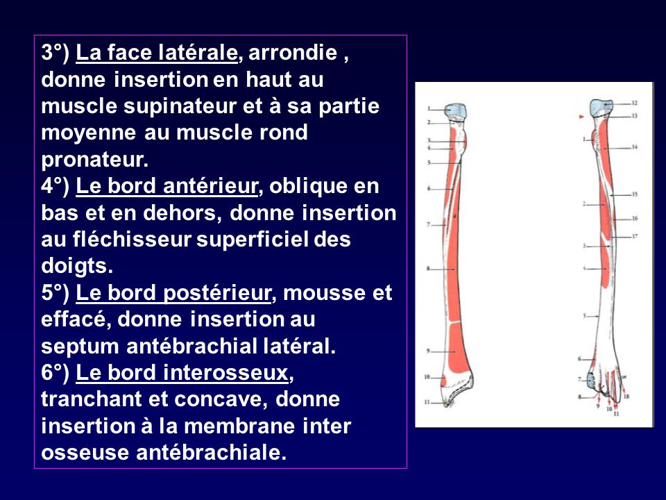 3°) La face latérale, arrondie , donne insertion en haut au muscle supinateur et à sa partie moyenne au muscle rond pronateur.