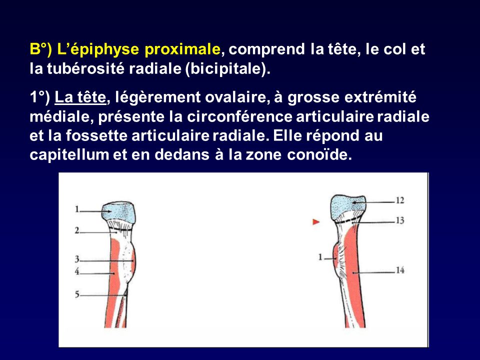 B°) L’épiphyse proximale, comprend la tête, le col et la tubérosité radiale (bicipitale).