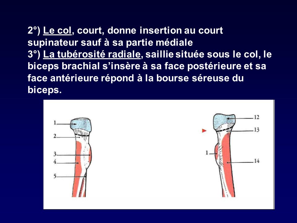 2°) Le col, court, donne insertion au court supinateur sauf à sa partie médiale