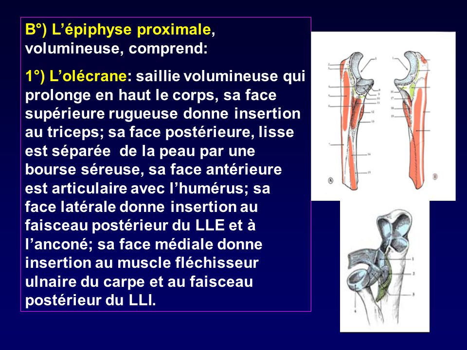 B°) L’épiphyse proximale, volumineuse, comprend: