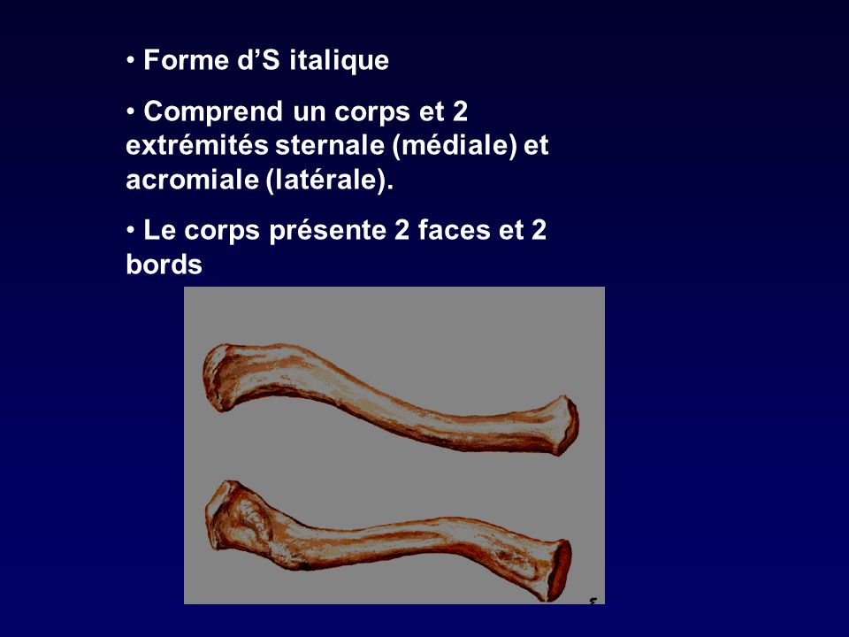 Forme d’S italique Comprend un corps et 2 extrémités sternale (médiale) et acromiale (latérale).