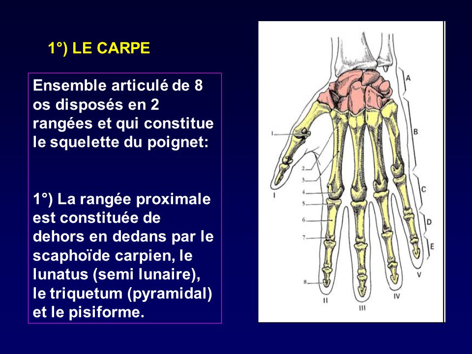 1°) LE CARPE Ensemble articulé de 8 os disposés en 2 rangées et qui constitue le squelette du poignet: