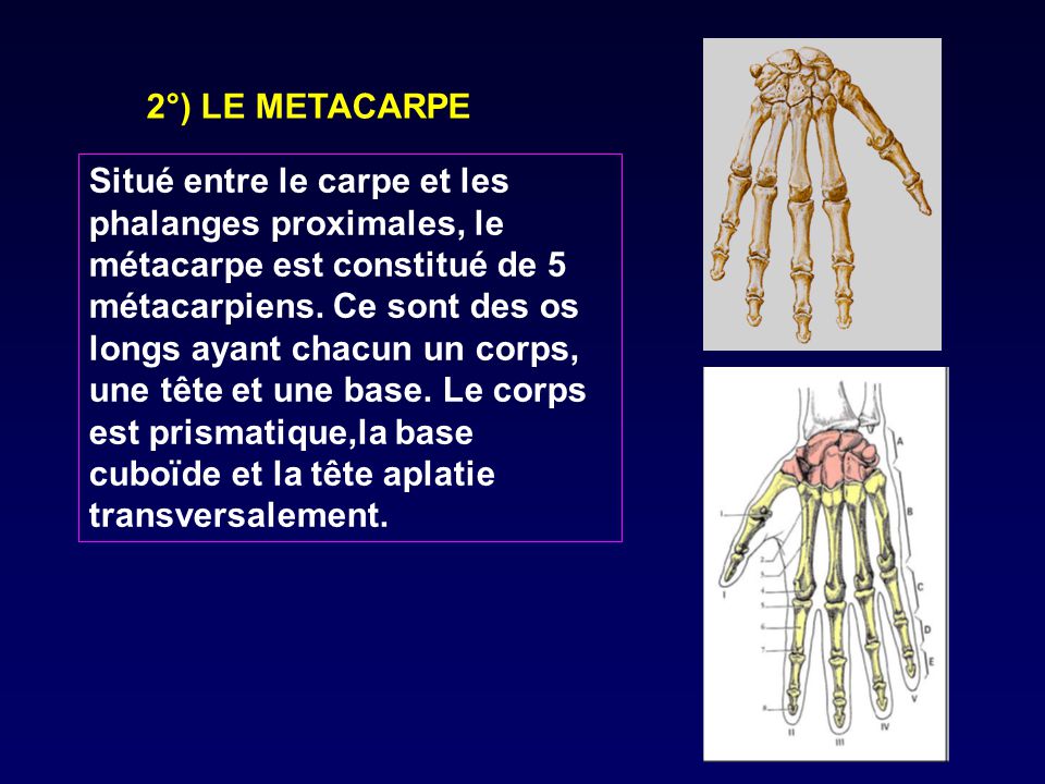 2°) LE METACARPE