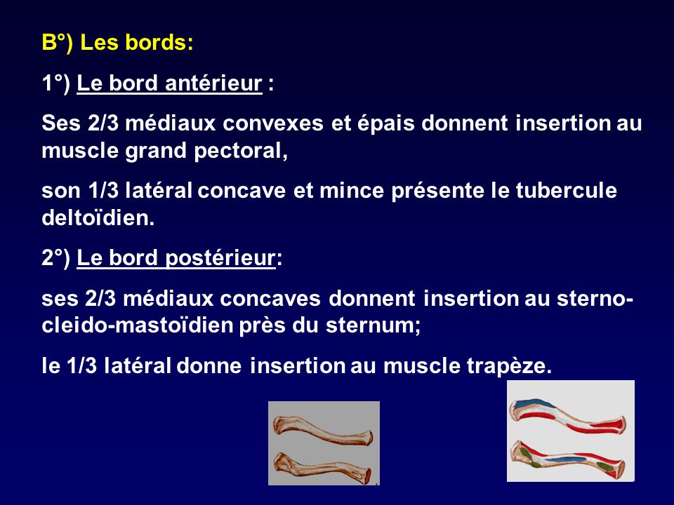 B°) Les bords: 1°) Le bord antérieur : Ses 2/3 médiaux convexes et épais donnent insertion au muscle grand pectoral,