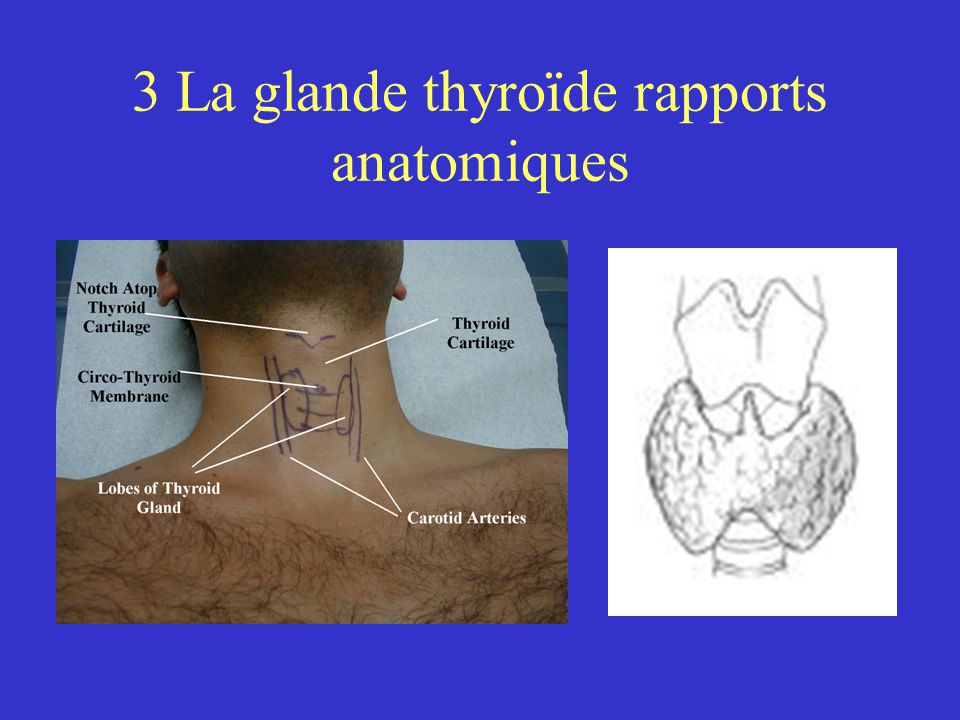 3 La glande thyroïde rapports anatomiques