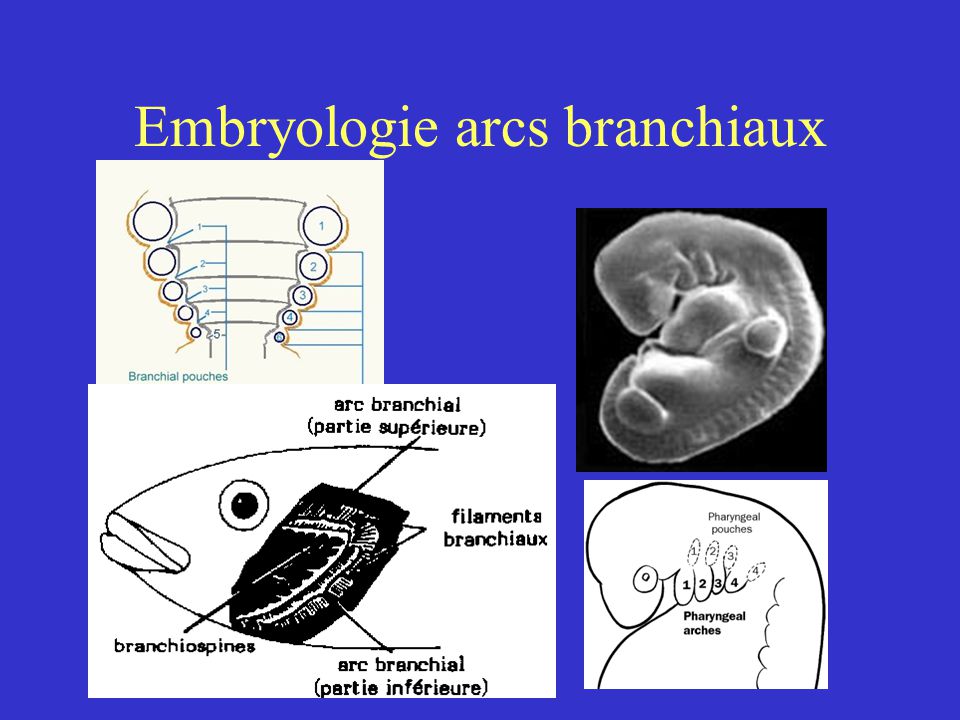Embryologie arcs branchiaux
