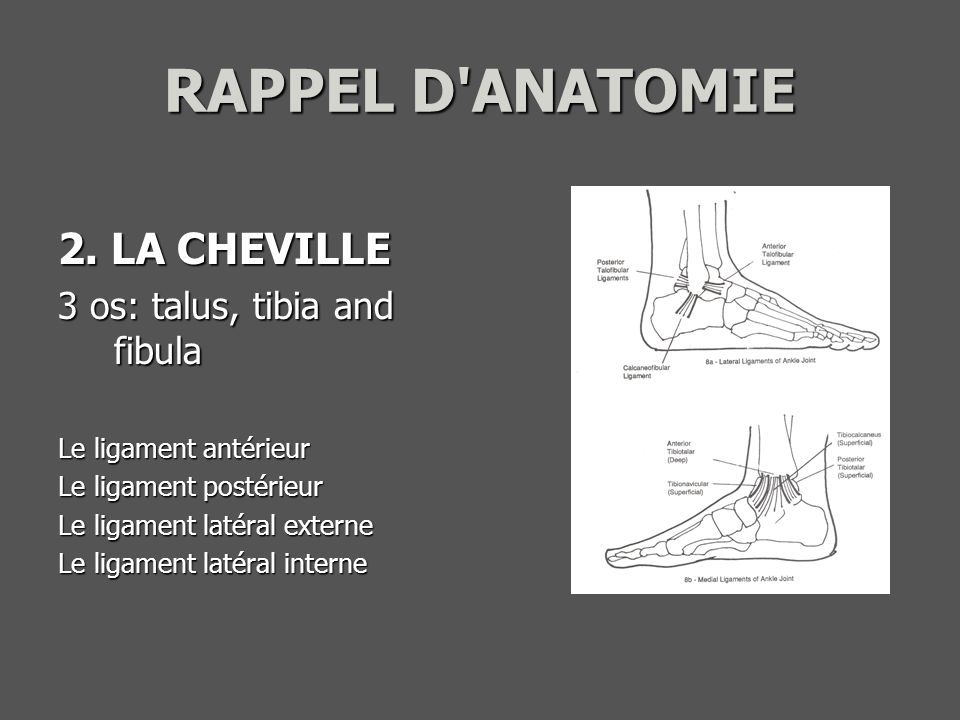 Cheville (anatomie) — Wikipédia