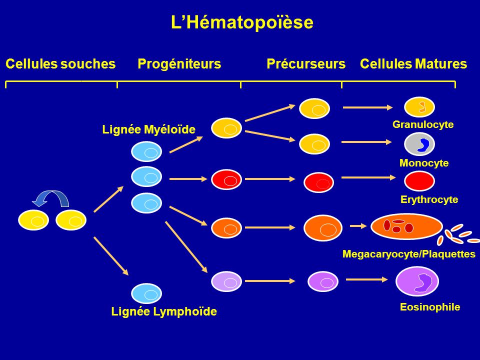 Précurseur et pro géniteur hématopoïèse  L%E2%80%99H%C3%A9matopo%C3%AF%C3%A8se+Cellules+souches+Prog%C3%A9niteurs+Pr%C3%A9curseurs