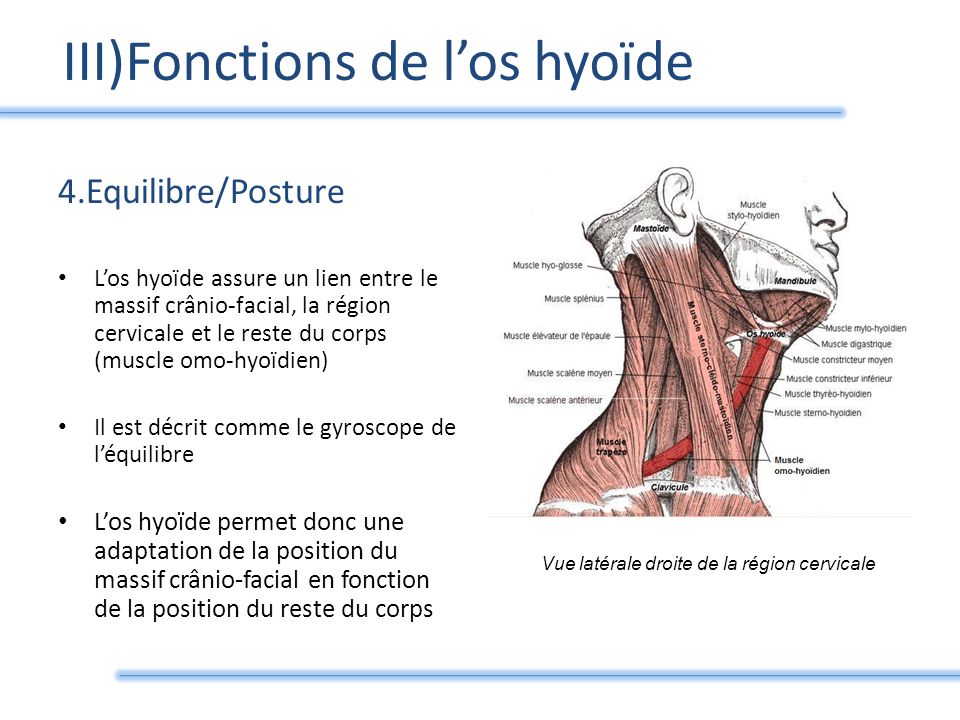 Souhail Kiné - Le muscle stylo-hyoïdien est un muscle situé dans la région  du cou. Il prend naissance à la base du processus styloïde de l'os temporal  (styloïde) et s'insère sur l'os