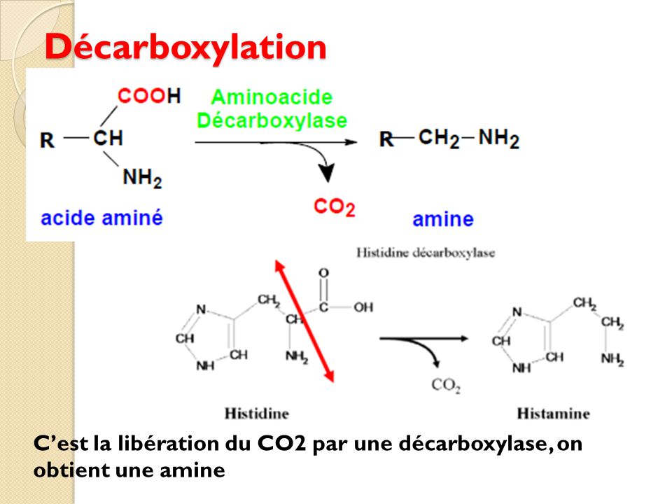 Décarboxylation C’est la libération du CO2 par une décarboxylase, on obtient une amine