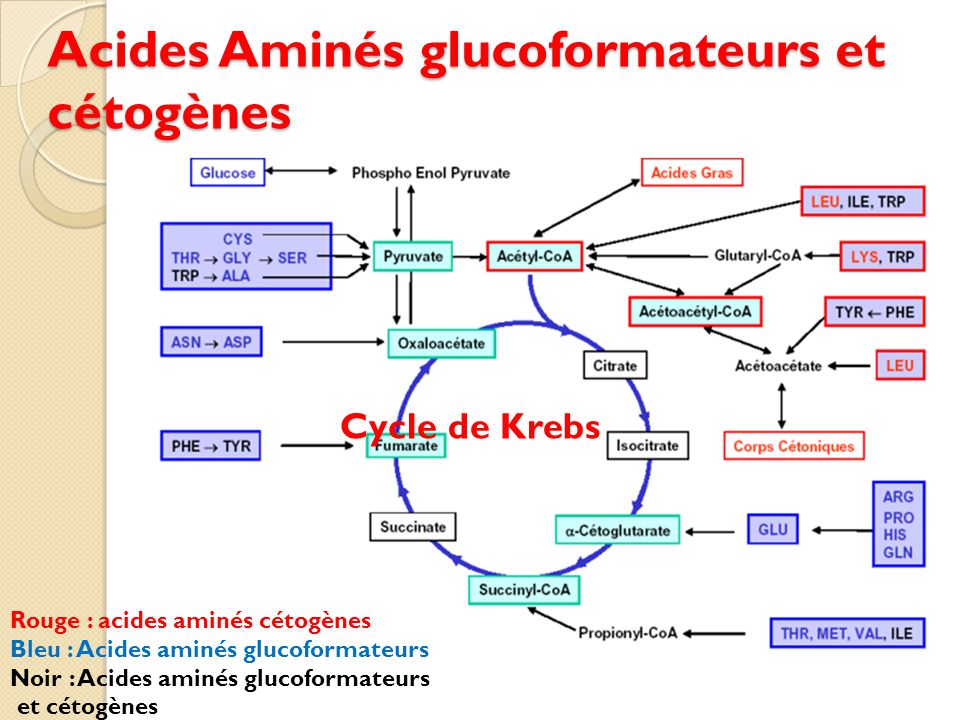 Acides Aminés glucoformateurs et cétogènes