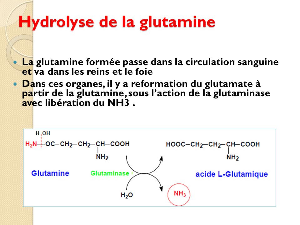 Hydrolyse de la glutamine