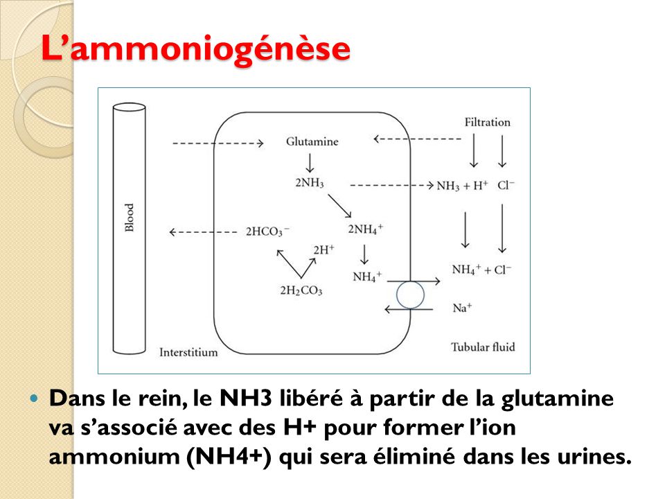 L’ammoniogénèse