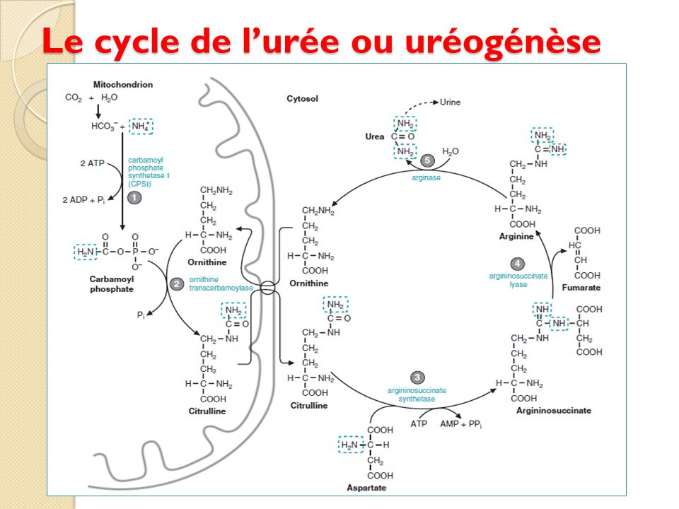 Le cycle de l’urée ou uréogénèse