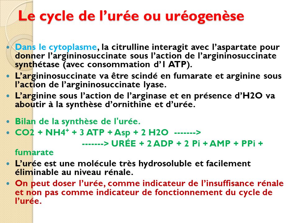 Le cycle de l’urée ou uréogenèse