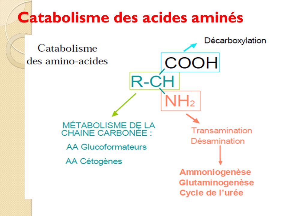 Catabolisme des acides aminés