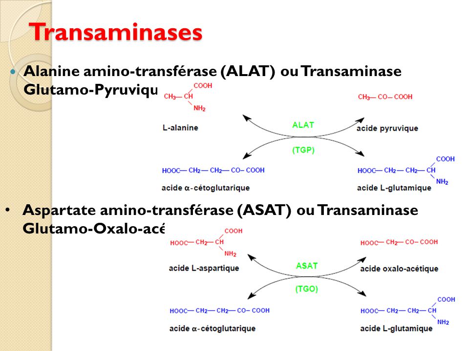 Transaminases Alanine amino-transférase (ALAT) ou Transaminase Glutamo-Pyruvique (TGP).