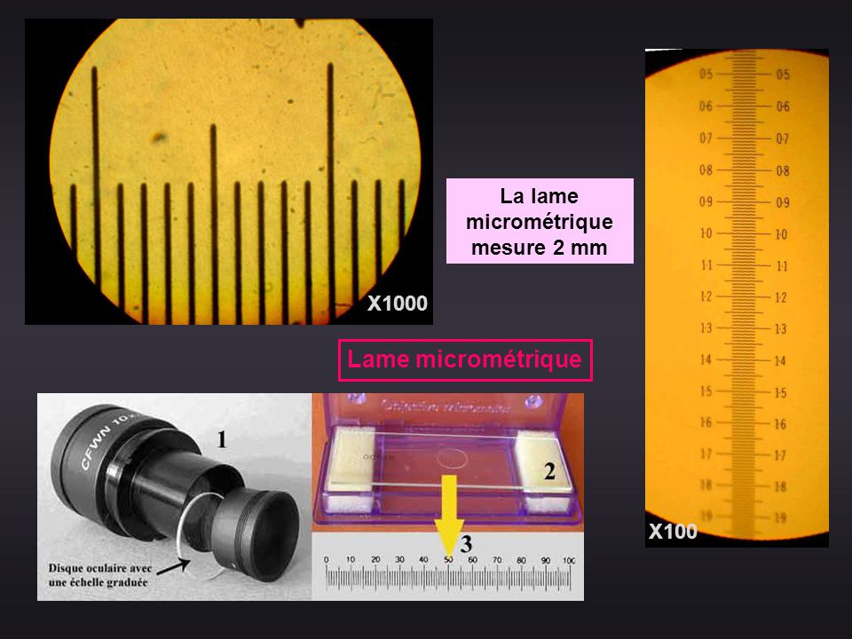 technique pour réaliser des mesures de taille au microscope optique (lame  micrométrique) on Vimeo