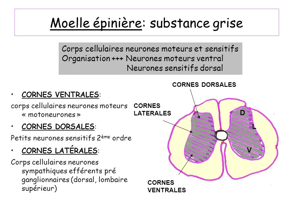 histologie de la substance blanche de la moelle épinière