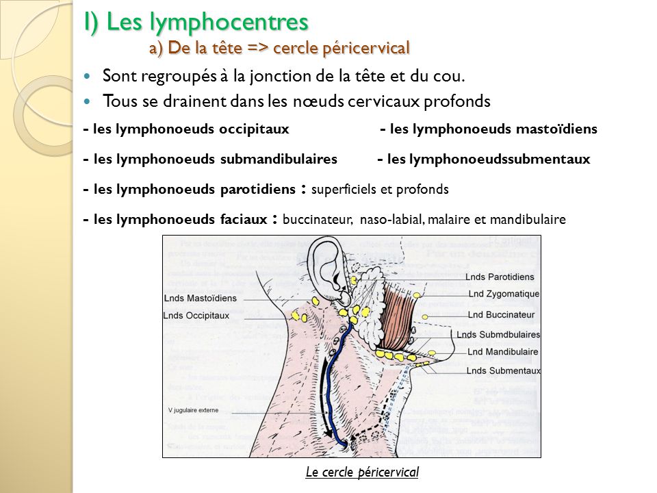 I) Les lymphocentres a) De la tête => cercle péricervical