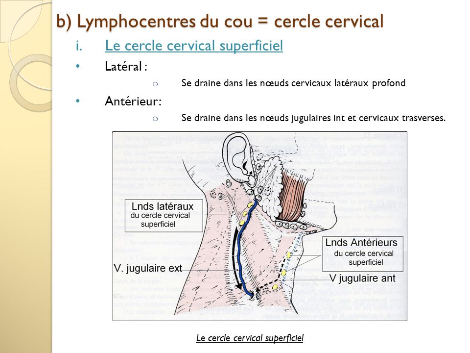 b) Lymphocentres du cou = cercle cervical