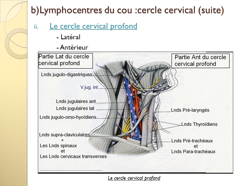 b)Lymphocentres du cou :cercle cervical (suite)