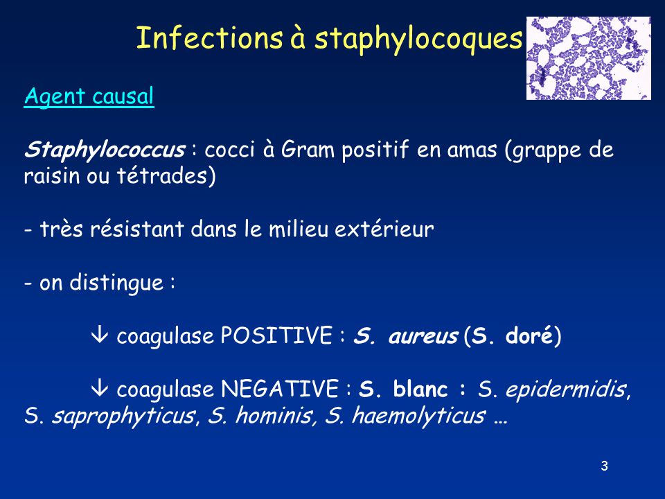 Infections à staphylocoque - ppt video online télécharger