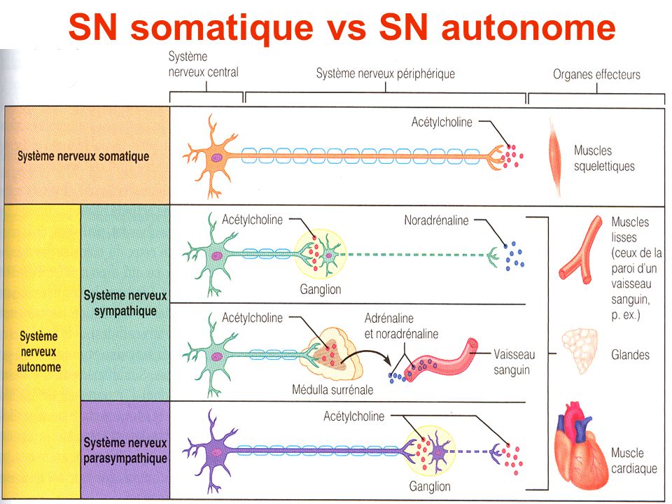 Acétylcholine  SN+somatique+vs+SN+autonome