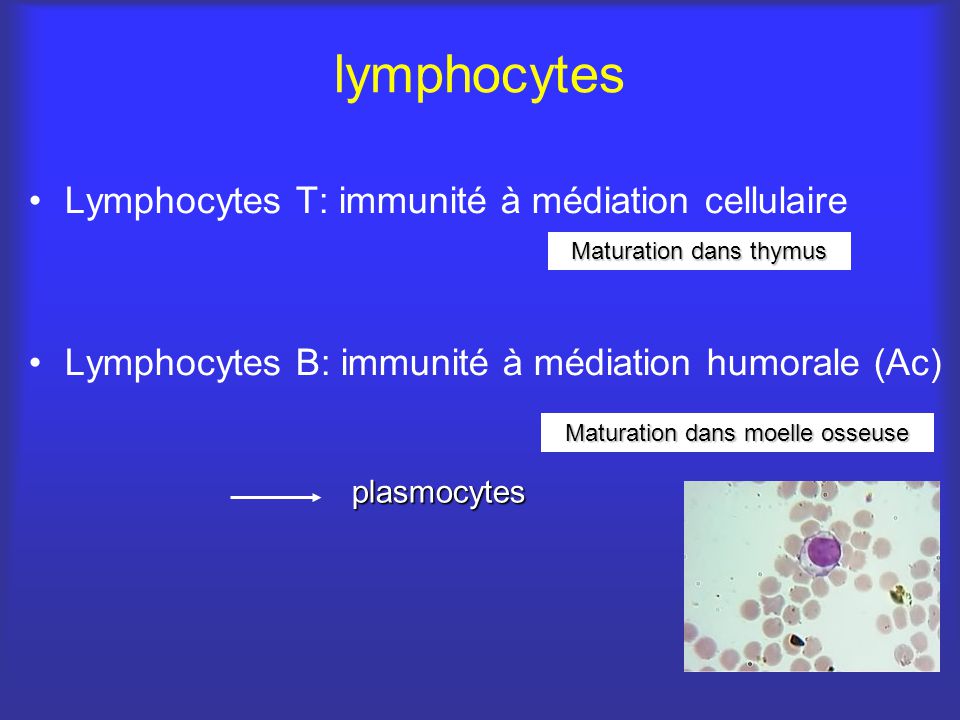 lymphocytes Lymphocytes T: immunité à médiation cellulaire