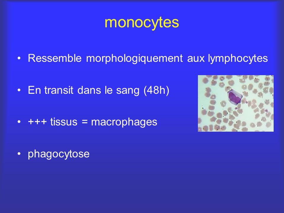 monocytes Ressemble morphologiquement aux lymphocytes