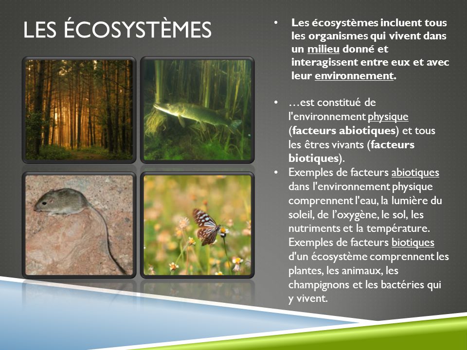 Les écosystèmes Les écosystèmes incluent tous les organismes qui vivent dans un milieu donné et interagissent entre eux et avec leur environnement.