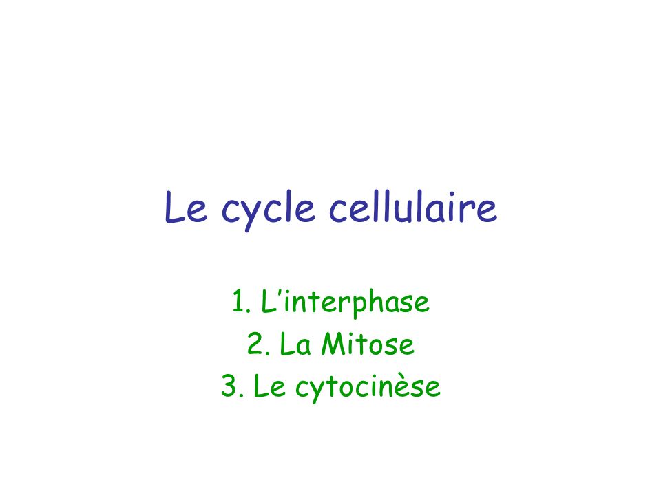 1. L’interphase 2. La Mitose 3. Le cytocinèse
