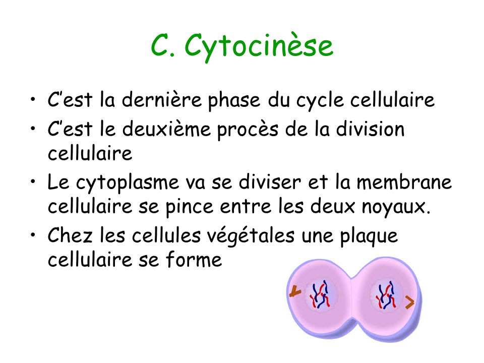 C. Cytocinèse C’est la dernière phase du cycle cellulaire