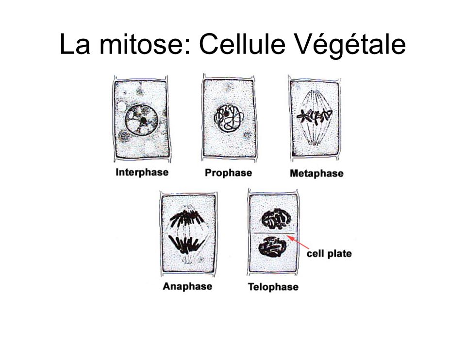 La mitose: Cellule Végétale