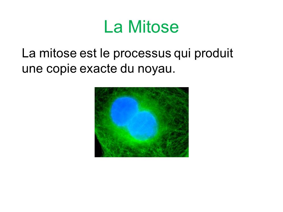 La Mitose La mitose est le processus qui produit une copie exacte du noyau.