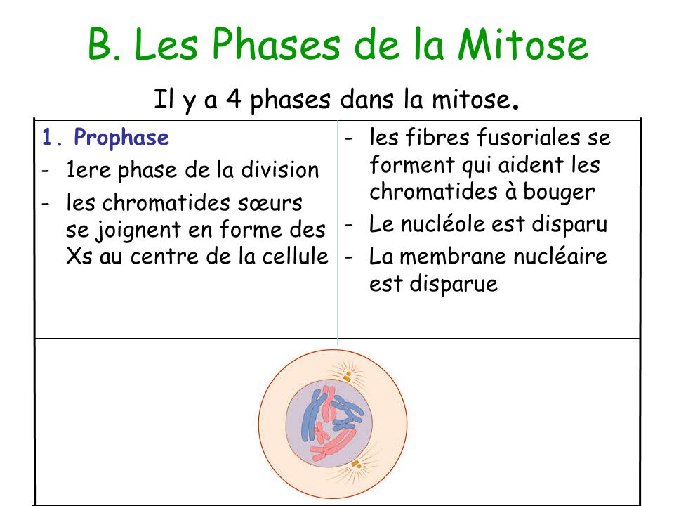B. Les Phases de la Mitose Il y a 4 phases dans la mitose.