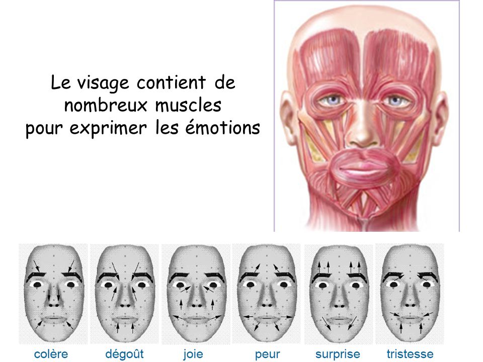Le visage contient de nombreux muscles pour exprimer les émotions