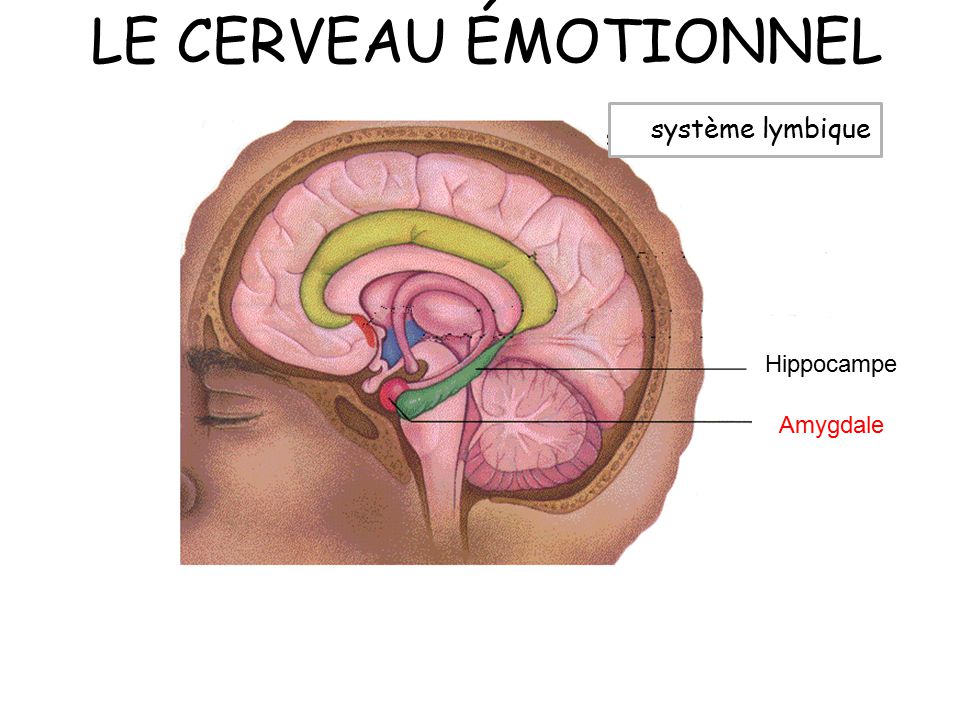 LE CERVEAU ÉMOTIONNEL Le système lymbique Hippocampe Amygdale