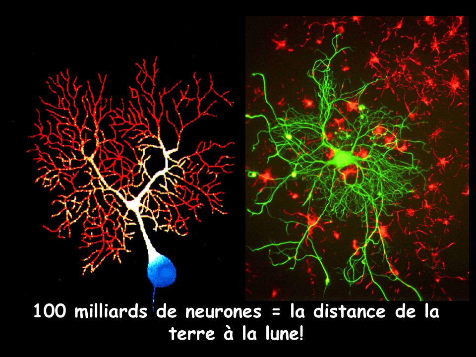 100 milliards de neurones = la distance de la terre à la lune!
