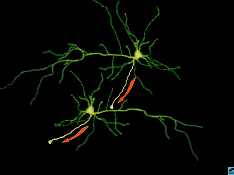 Les neurones communiquent entre eux en s’envoyant des signaux.