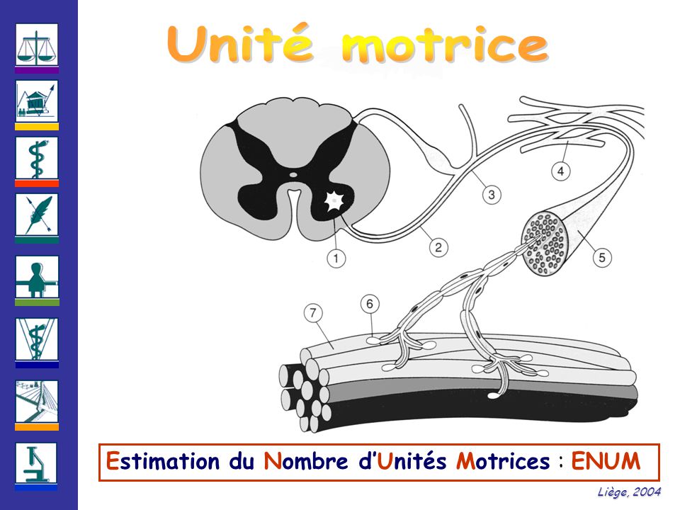 Unité motrice Estimation du Nombre d’Unités Motrices : ENUM