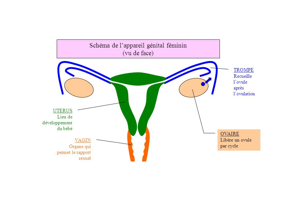 Schéma De Lappareil Reproducteur Féminin Ppt Télécharger 8212