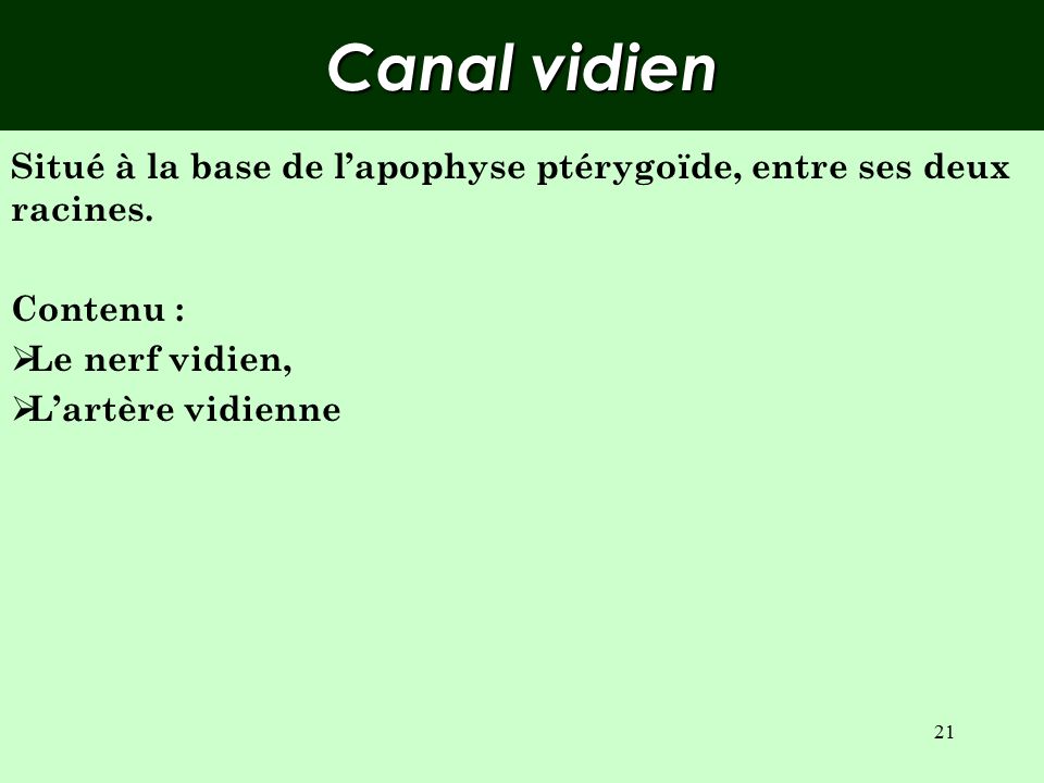 Canal vidien Situé à la base de l’apophyse ptérygoïde, entre ses deux racines. Contenu : Le nerf vidien,